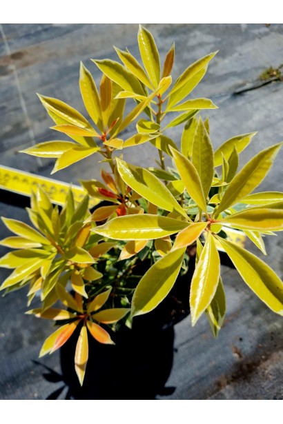 Пієрис японський Флемінг Сільвер - 3л/вис.20-30см/Ø20-30см